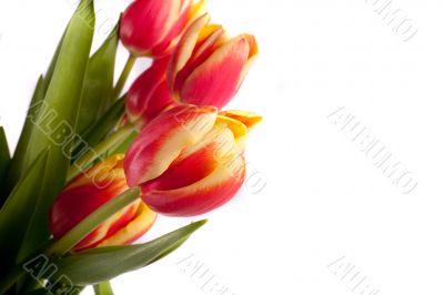 tulip