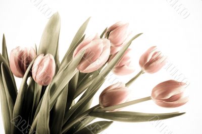 tulip tulip