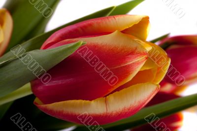 tulip