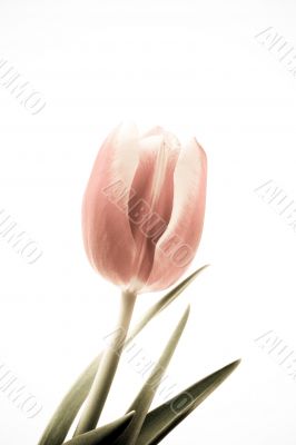 tulip