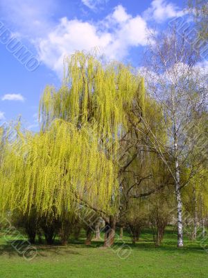 Blossoming willow