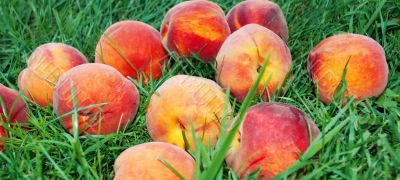 Peach over grass