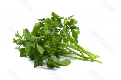 fresh parsley fresh parsley