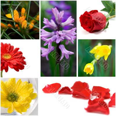 flowers collage flowers collage