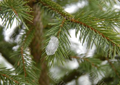 Ice on winter fir