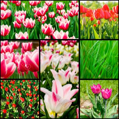 tulips tulips