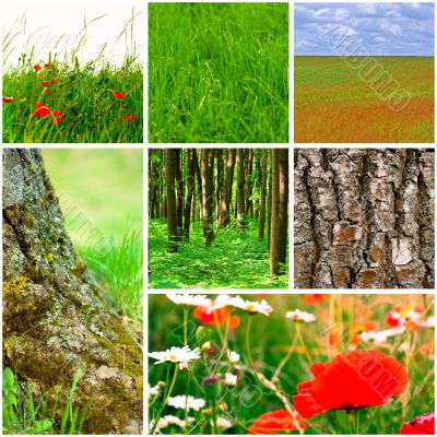 nature collection nature collection