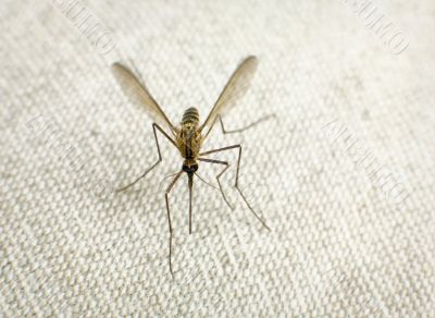 Mosquito trying to bite