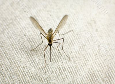 Mosquito trying to bite Mosquito trying to bite