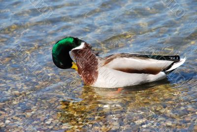 Duck on water - Hygiene