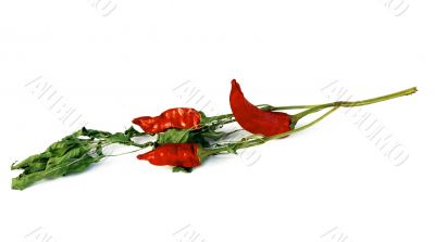 red hot chilly papers red hot chilly papers