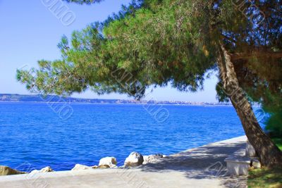 Sea and pine landscape Sea and pine landscape