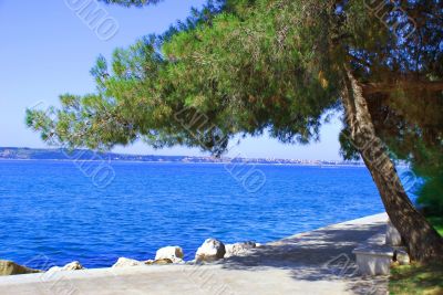 Sea and pine landscape