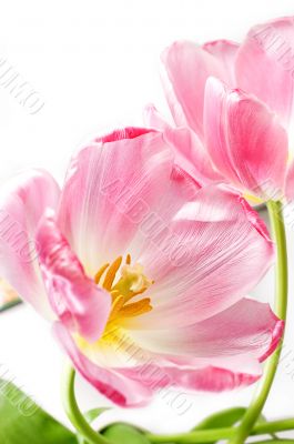 Pink tilips over white Pink tilips over white