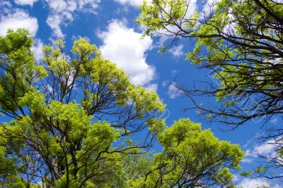 Sky opening between branches