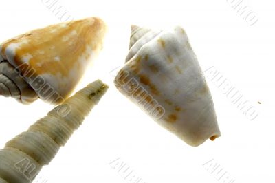 Sea Shells
