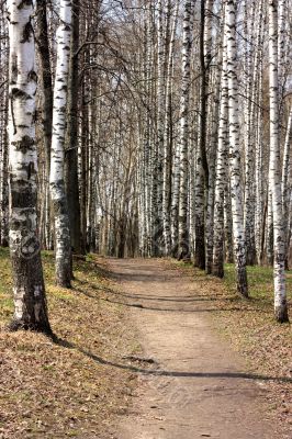 Path in a birchwood