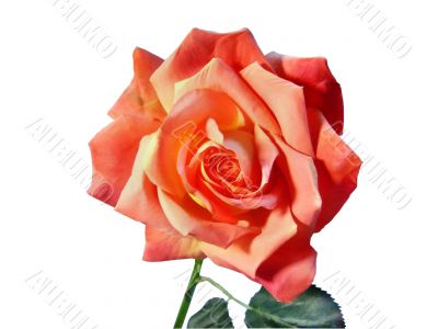 Rose on a white background