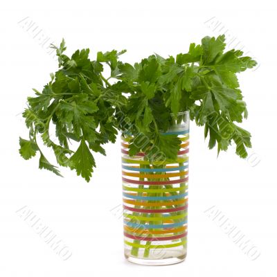 bouquet of fresh parsley bouquet of fresh parsley