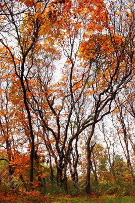 Autumn landscape Autumn landscape
