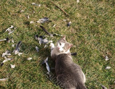 Cat hunter Cat hunter