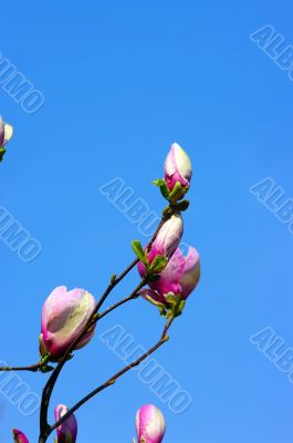 Spring Blossoms of a Magnolia tree on blue sky background.