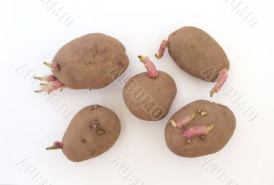Five organic seed potatoes