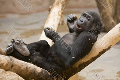 Monkey with meal in paws Monkey with meal in paws