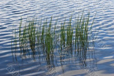 Sedge in water