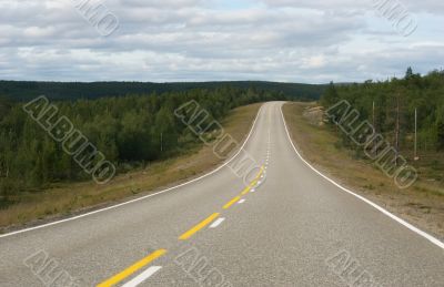 road between trees