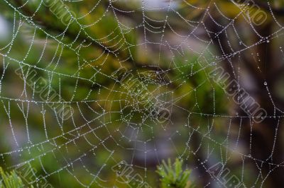 water drops on spiderweb