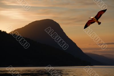 Bird flying above a lake