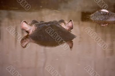 hippopotamus swim on the river