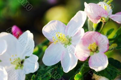 Apple flowers