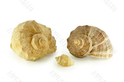 cockleshells