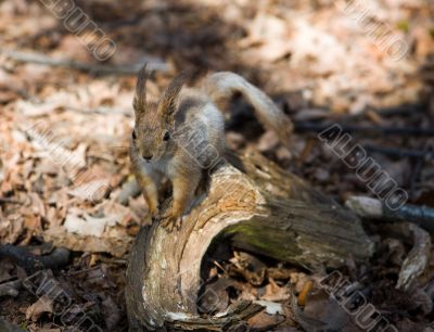 Curious squirrel