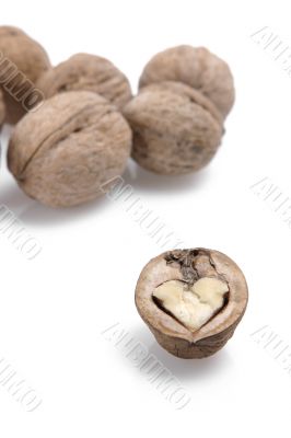 isolated walnut