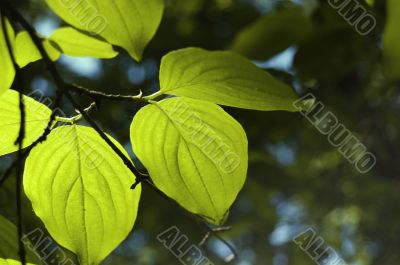 Backlit green leaves