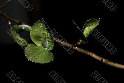 Branch, leaves and drops