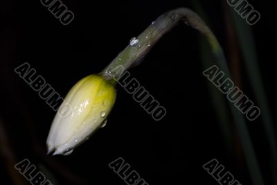 Bud of a narcissus