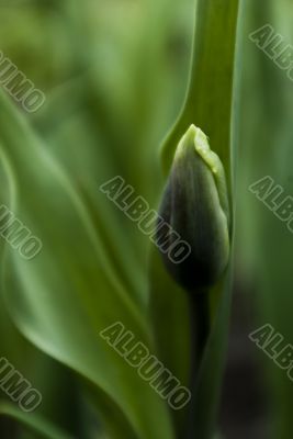 Bud of a tulip