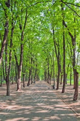 Shady avenue Shady avenue