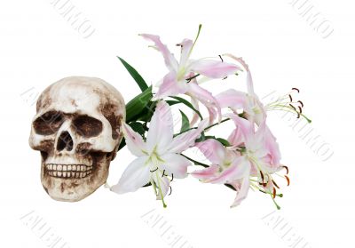 Pink and white lilies and skull