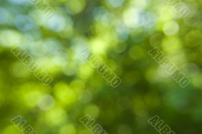 Green natural bokeh light