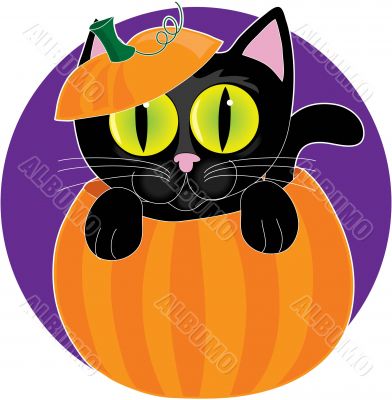 Black Cat in Pumpkin