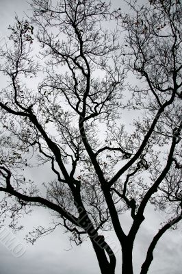 Barren Tree Barren Tree