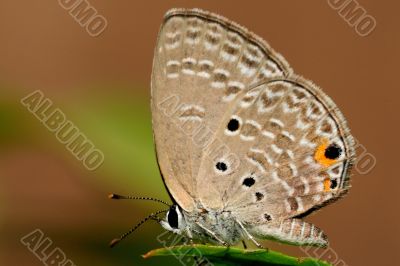 Pandava butterfly Pandava butterfly