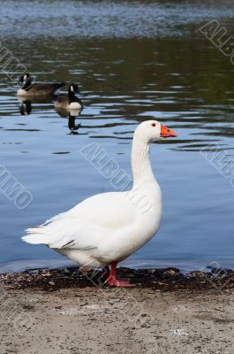 Domestic Goose