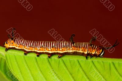 Catepillar Catepillar