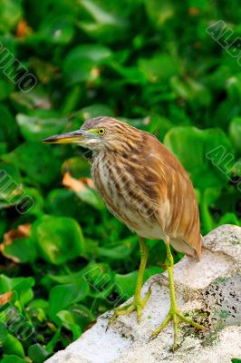 Pond Heron